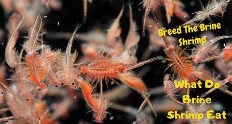 what-do-brine-shrimps-eat-breed-the-brine-shrimp image