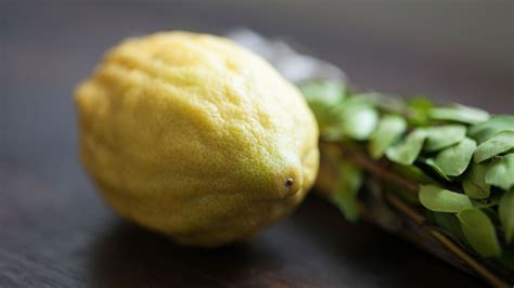 is-it-safe-to-eat-your-etrog-the-nosher image