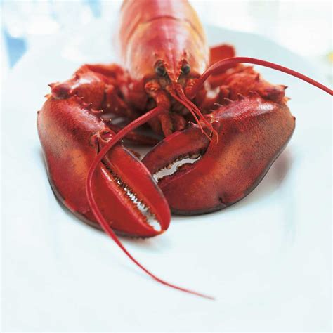 vanilla-lobster-ricardo image