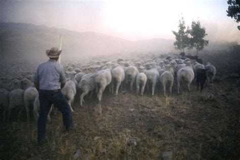 basque-sheepherders-recipes-npr image