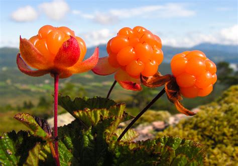 14-proven-health-benefits-of-cloudberry-that-no-one image