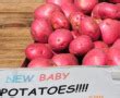 a-historic-potato-recipe-dont-hold-the-salt-the image