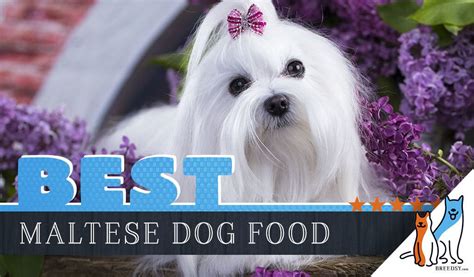 15-best-dog-foods-for-maltese-our-2022-in-depth image