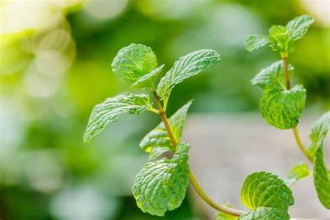 how-to-make-mint-tea-and-how-to-dry-mint-leaves image