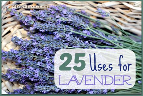 lavender-oil-uses-and-ways-to-use-dry-lavendar image