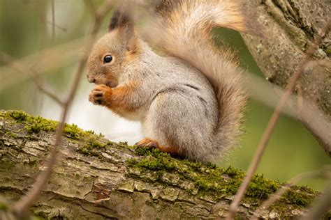 how-to-get-rid-of-squirrels-homes-gardens image