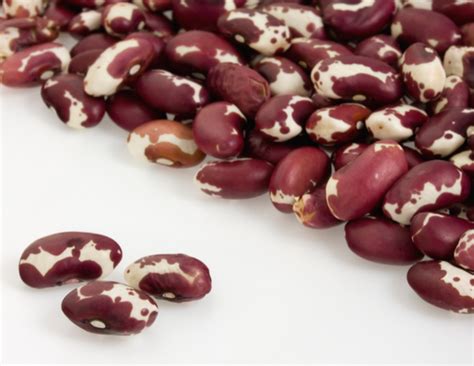 anasazi-beans-a-native-american-secret-131-method image