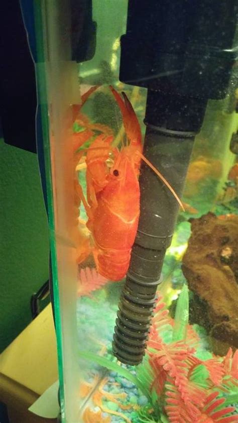 tangerine-lobster-my-aquarium-club image