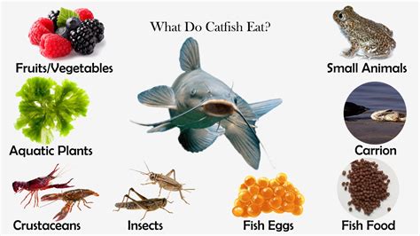 what-do-catfish-eat-feeding-nature image