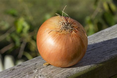 sweet-onion-plants-learn-how-to-grow-sweet-onions image