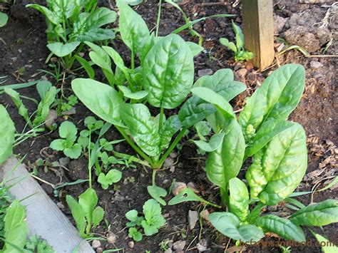 salad-greens-you-can-grow-in-winter-bc-farms-food image