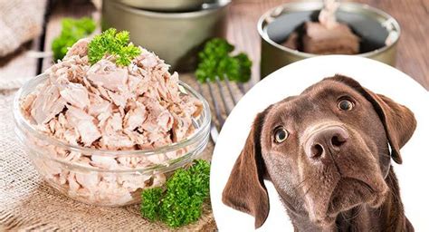 can-dogs-eat-tuna-the-risks-and-benefits-of-feeding image