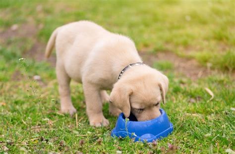 blue-buffalo-puppy-food-review-2023-pros-cons image