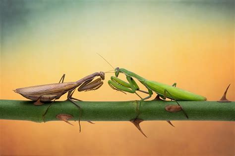 praying-mantis-facts-and-beyond-biology-dictionary image