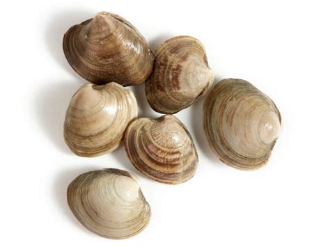 a-guide-for-buying-and-cooking-clams-food-network image
