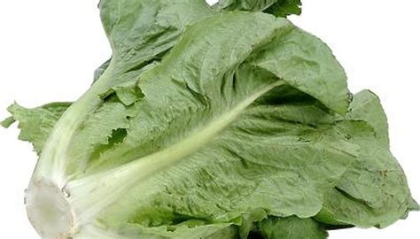 garden-guides-varieties-of-romaine-lettuce image