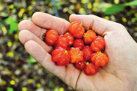 top-7-health-benefits-of-surinam-cherry image