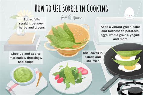 what-is-sorrel-and-how-is-it-used-the-spruce-eats image
