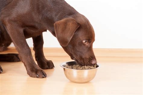how-to-make-your-own-dog-gravy-for-dog-food image