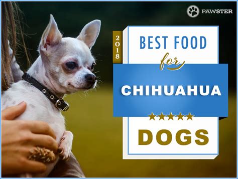 8-best-foods-for-an-adult-and-puppy-chihuahua-in-2022 image