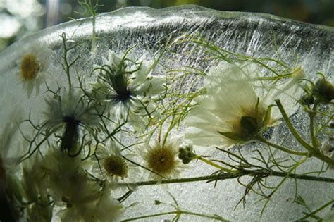 a-how-to-guide-to-making-frozen-flower-ice-bowls image