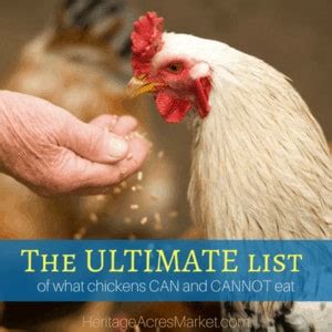 the-ultimate-list-of-what-chickens-can-and-cannot-eat image