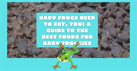 baby-frogs-need-to-eat-too-a-guide-to-the-best-foods image