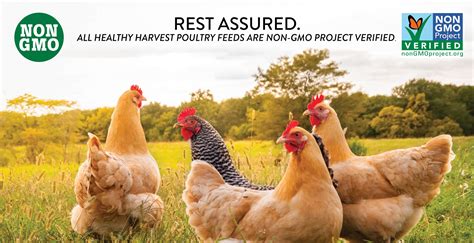 healthy-harvest-non-gmo-poultry-feed-for-happy image