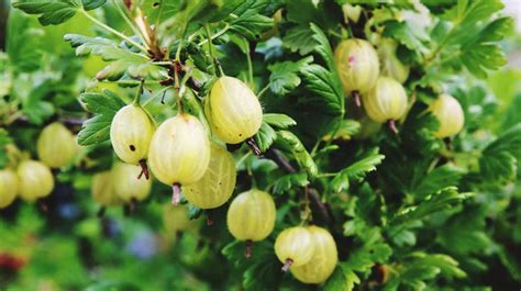 8-impressive-health-benefits-of-gooseberries image