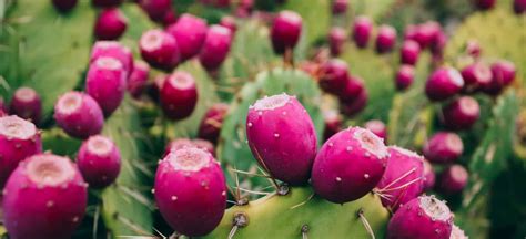 what-is-prickly-pear-nutrition-facts-and-benefits-dr image