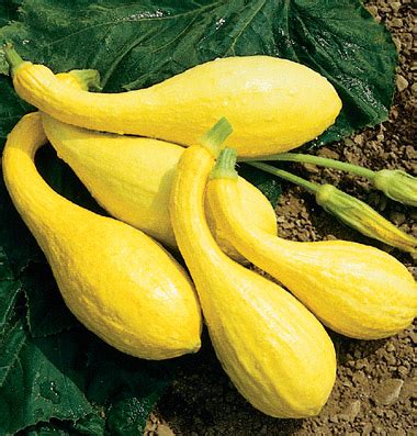 crookneck-squash-nutritional-facts-how-to-cook image