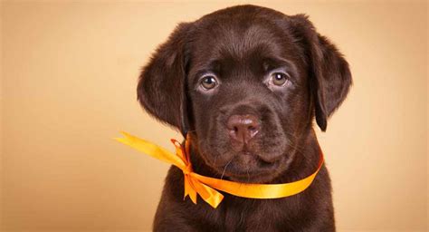 chocolate-lab-fun-facts-about-lovely-chocolate image