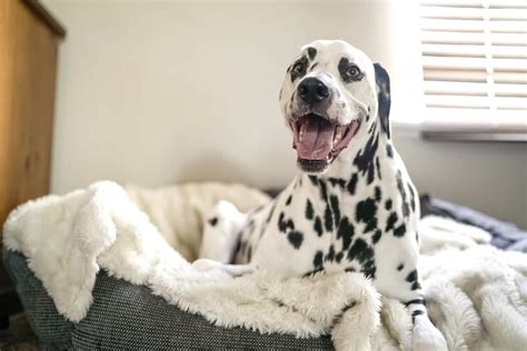 best-dog-food-for-dalmatians-low-purine-food-pet image