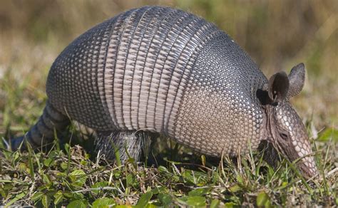 10-facts-about-armadillos-thoughtco image