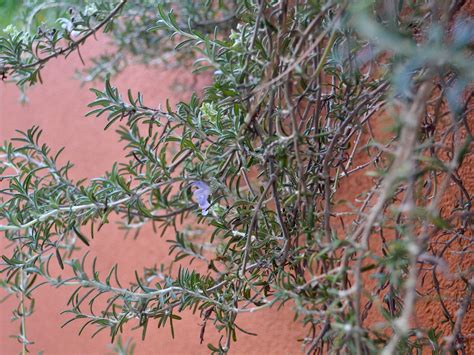 grow-long-and-healthy-hair-with-this-diy-rosemary-water image