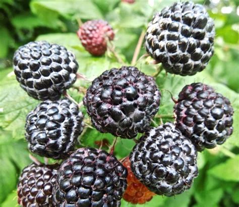 jewel-black-raspberry-rubus-occidentalis-jewel image