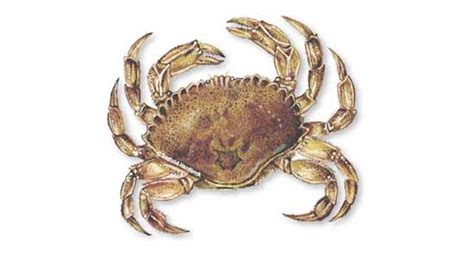 crab-rock-seafoodsource image