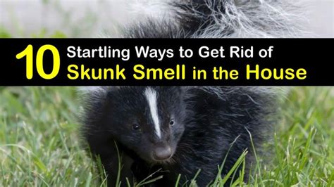how-to-get-rid-of-skunk-smell-in-the-house-tips-bulletin image