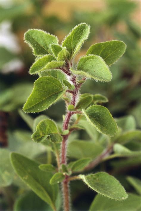 greek-oregano-rigani-buying-and-cooking-guide-the image