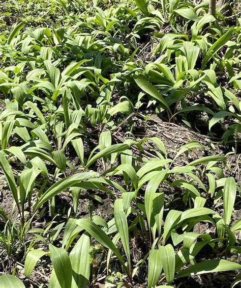 ultimate-guide-to-wild-edibles-wild-ramps-outdoor image