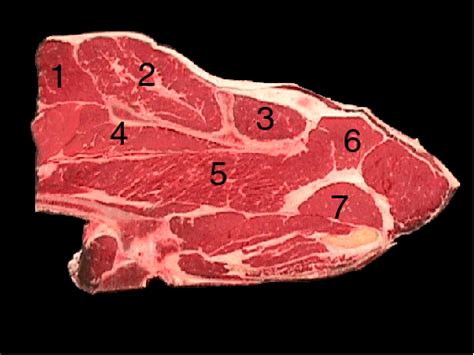 beef-chuck-7-bone-steak-meat-science image
