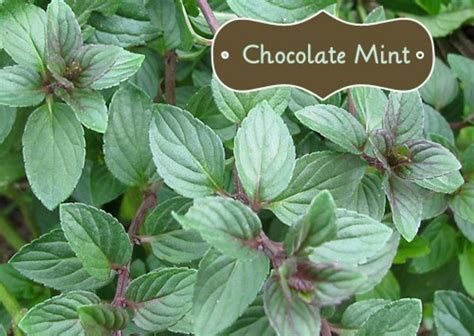 i-bought-a-chocolate-mint-plant-what-now image