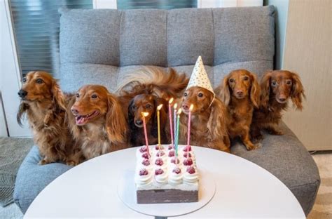 10-homemade-dog-cake-recipes-vet-approved-hepper image