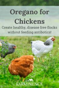oregano-for-chickens-feeding-oregano-for-healthier image