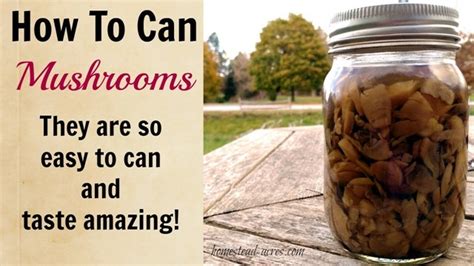 how-to-can-mushrooms-homestead-acres image