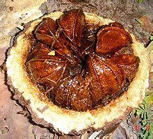 brazil-nut-wikipedia image