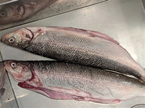 complete-guide-to-making-smoked-whitefish-insane image
