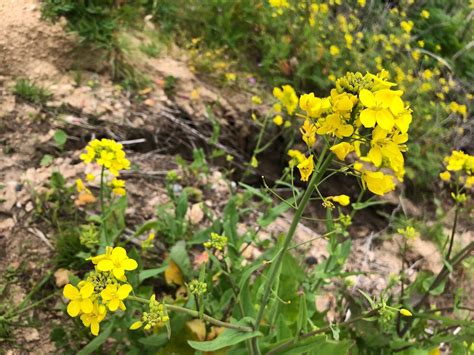 wild-mustard-identification-foraging-for-common image