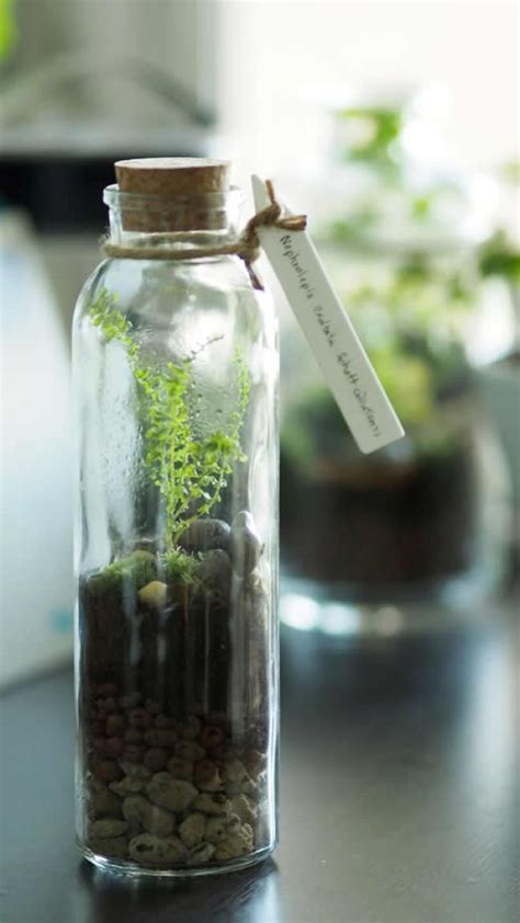 diy-terrarium-with-glass-bottles-and-jars-my-desired image