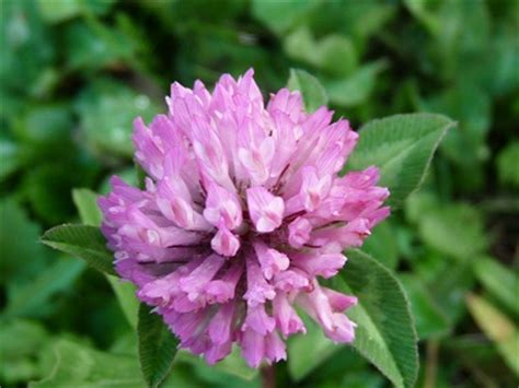 red-clover-pictures-flowers-leaves-identification image